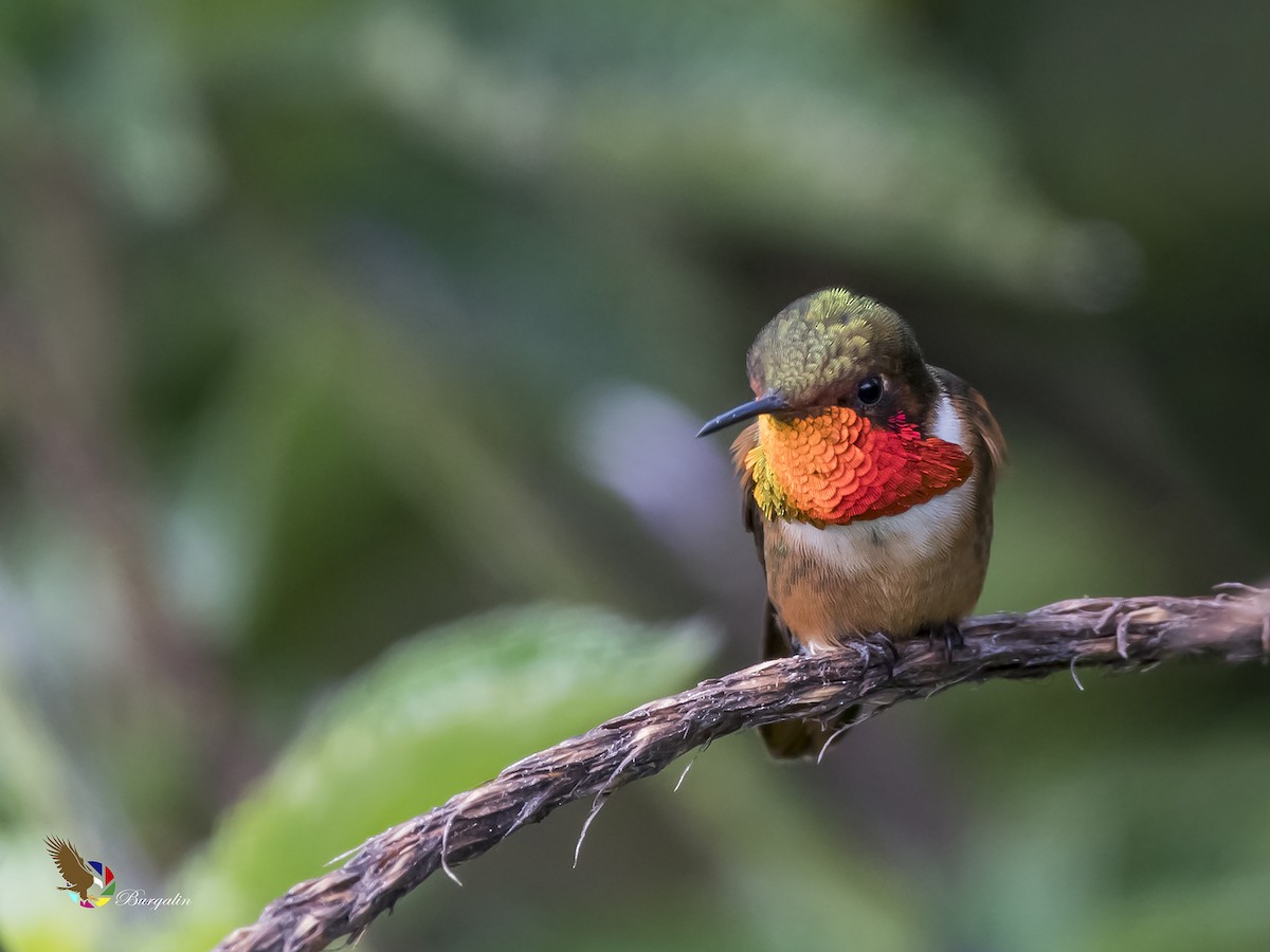 Scintillant Hummingbird - fernando Burgalin Sequeria
