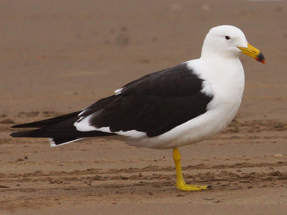 Olrog's Gull - Ricardo  Doumecq Milieu