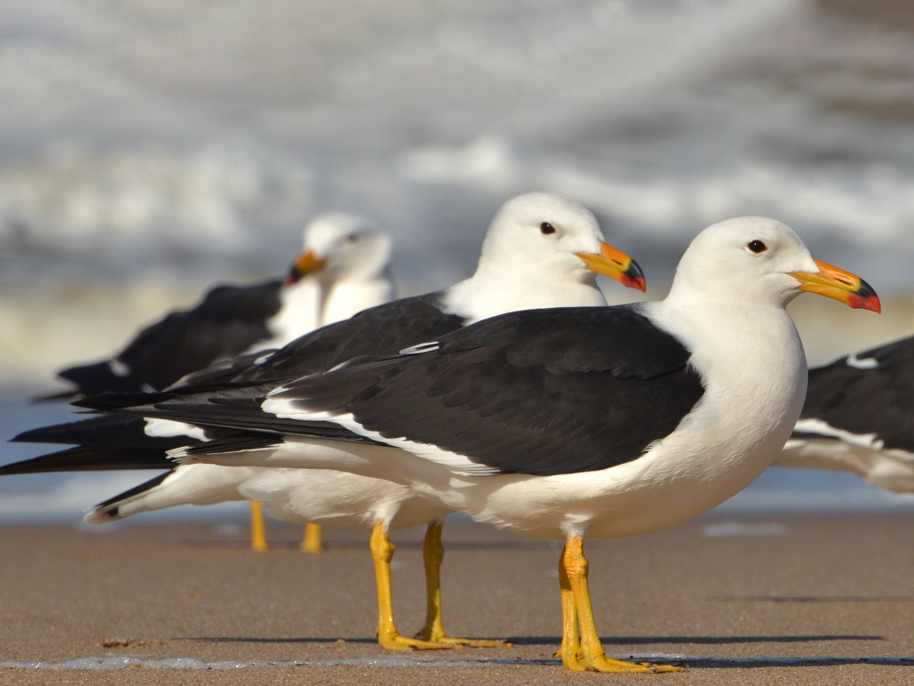 Olrog's Gull - Pablo G. Fernández🦅