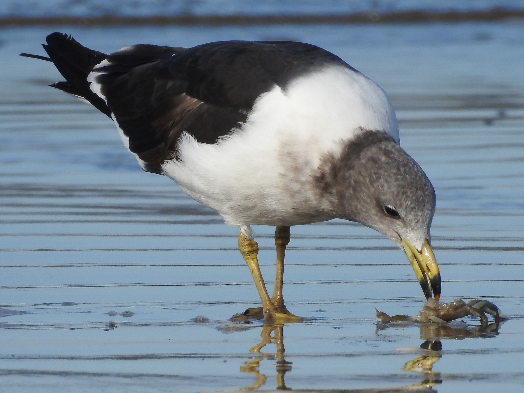 Olrog's Gull - Daniel Berbare