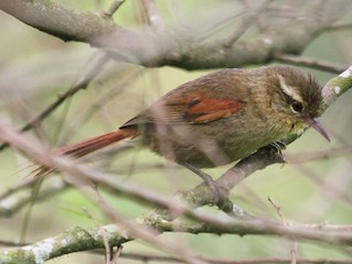  - Olive Spinetail