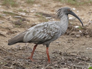  - Plumbeous Ibis