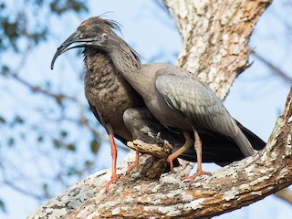  - Plumbeous Ibis