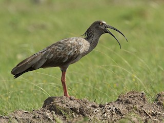  - Plumbeous Ibis