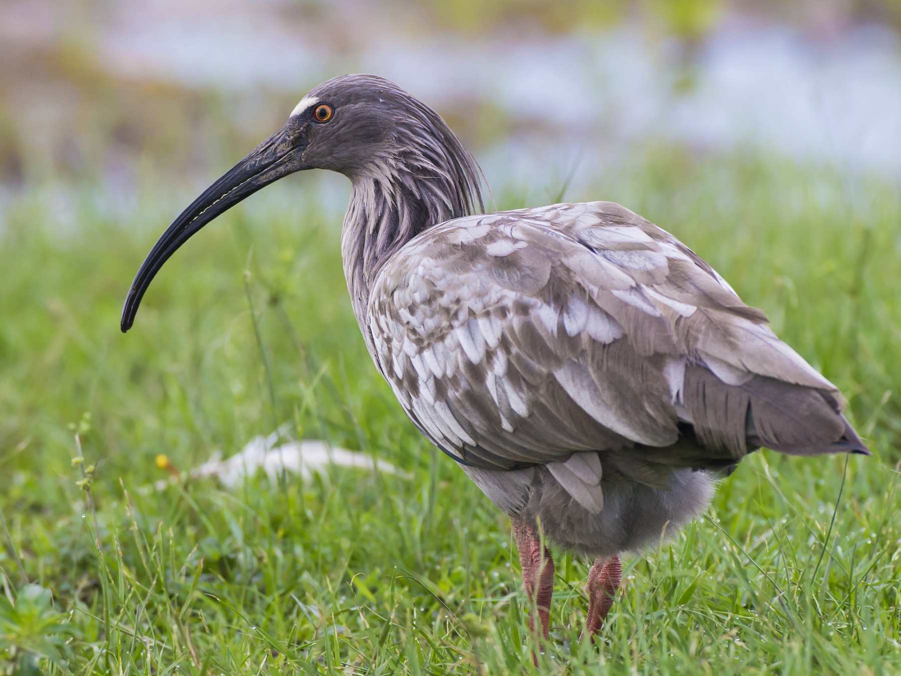 Plumbeous Ibis - Lucas Klassmann