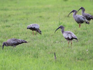  - Plumbeous Ibis