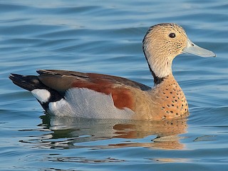  - Ringed Teal