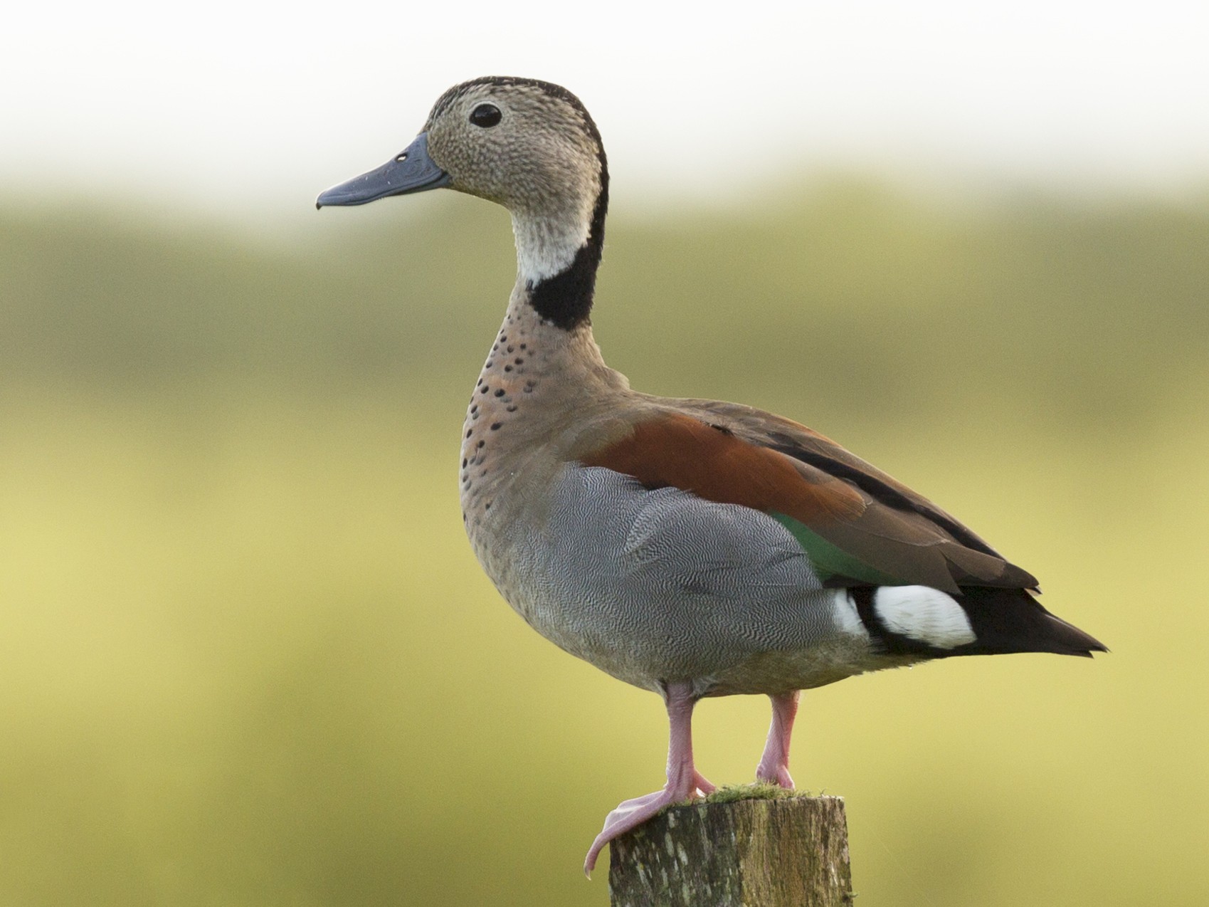 Ringed Teal - Gonzalo Campaña Fourcade