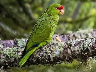  - Red-spectacled Parrot