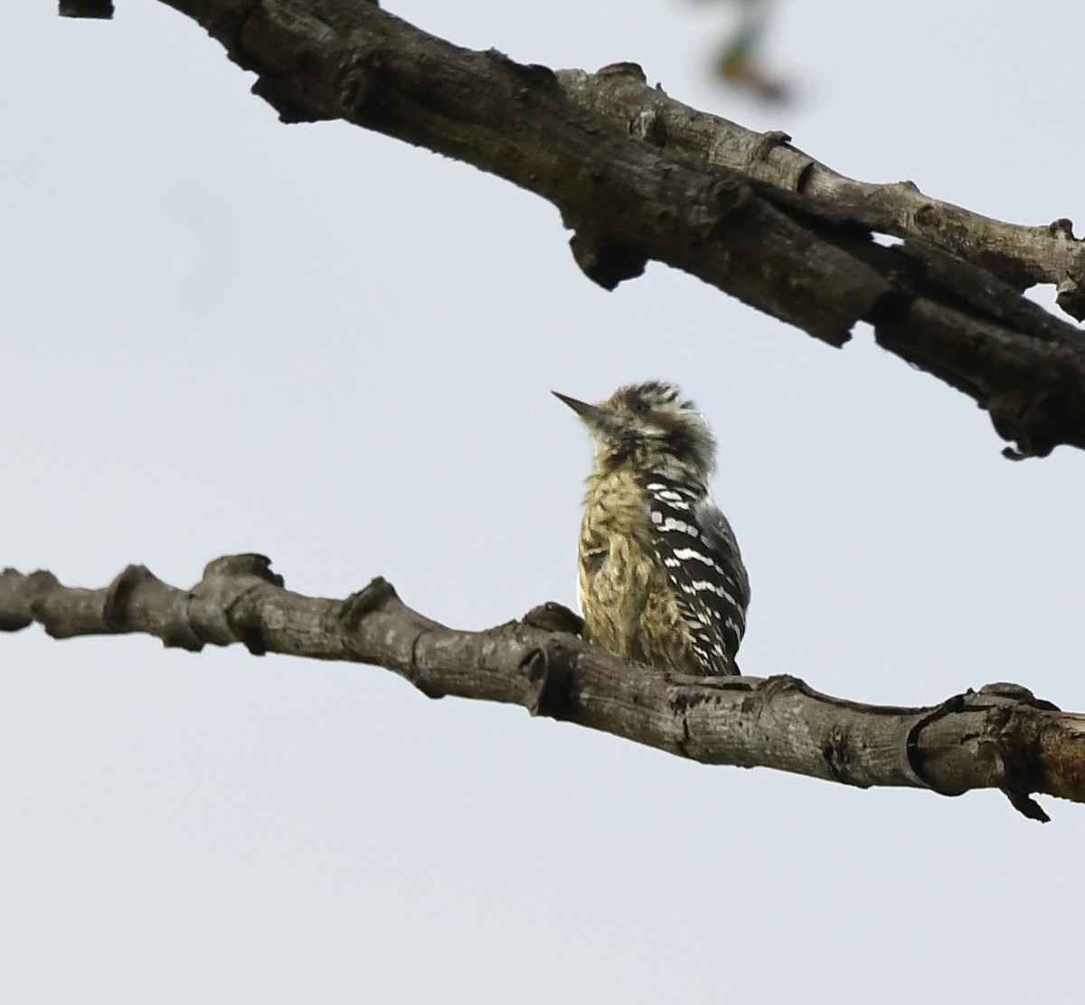 Gray-capped Pygmy Woodpecker - Savithri Singh