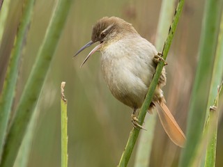 - Straight-billed Reedhaunter