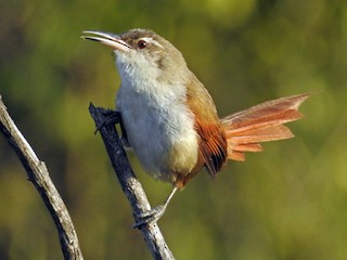  - Straight-billed Reedhaunter