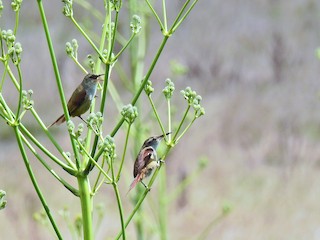  - Straight-billed Reedhaunter