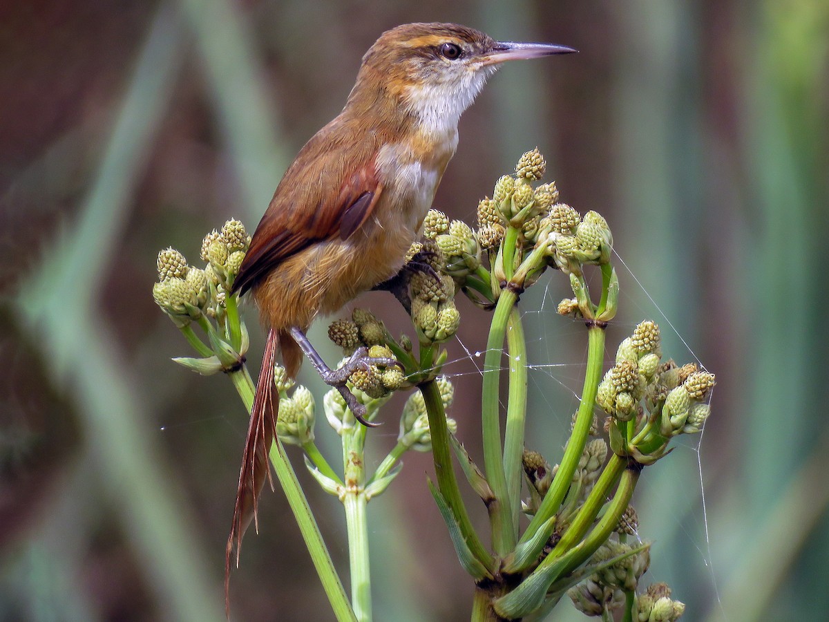 Straight-billed Reedhaunter - Limnoctites rectirostris - Birds of the World