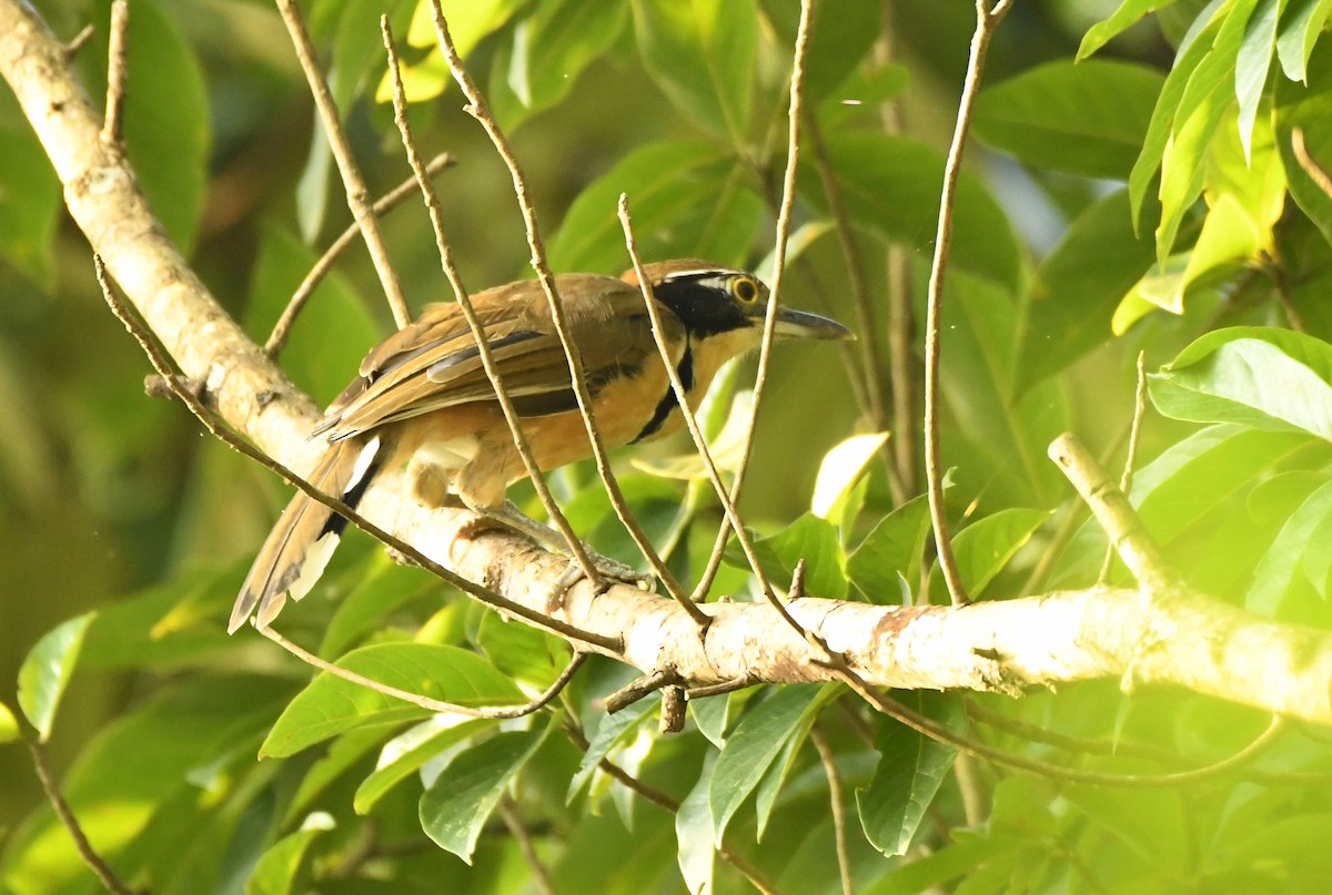 Greater Necklaced Laughingthrush - Savithri Singh