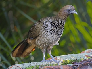  - Scaled Chachalaca