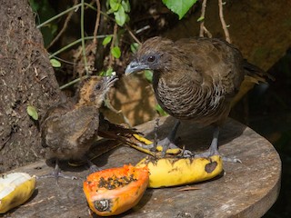 Adult and chick - Fernando Farias - ML181046801