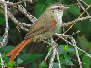  - Stripe-crowned Spinetail