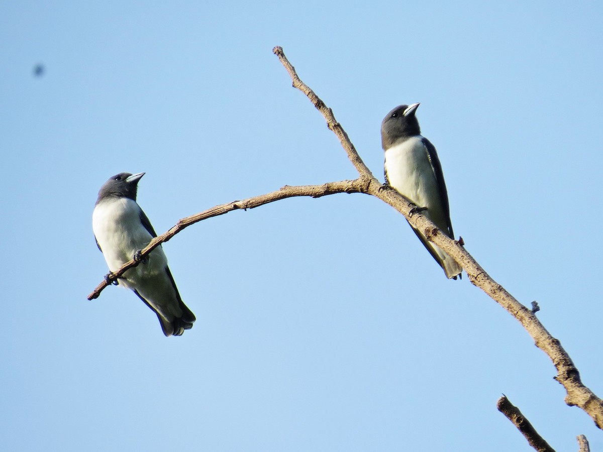 White-breasted Woodswallow - ML181047871