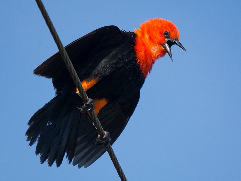 Scarlet-headed Blackbird - LUCIANO BERNARDES