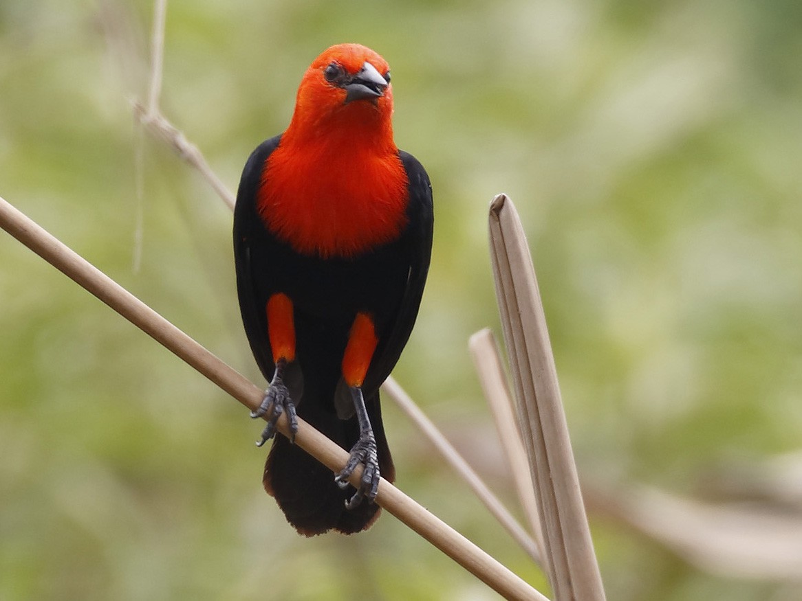 Scarlet-headed Blackbird - Dave Curtis