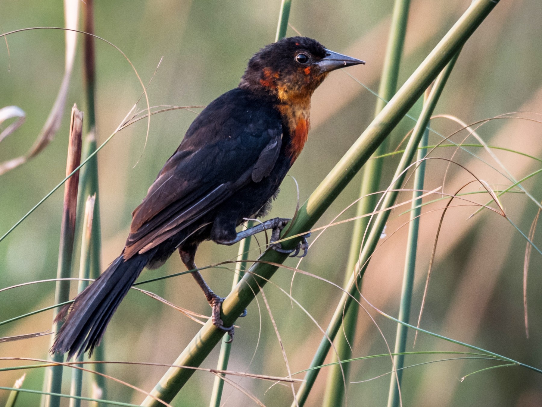 Scarlet-headed Blackbird - Michael Plaster