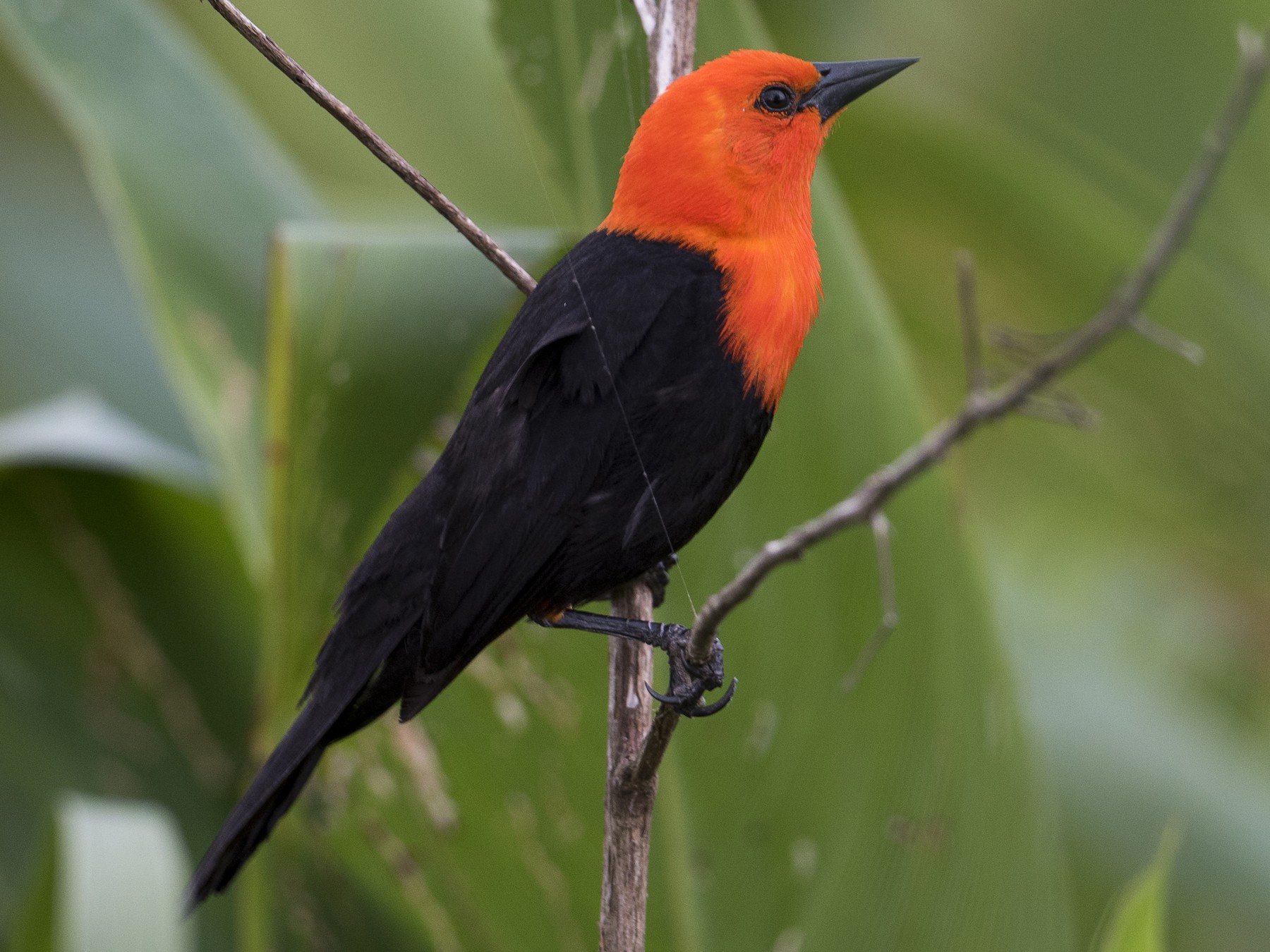 red with orange beak bird