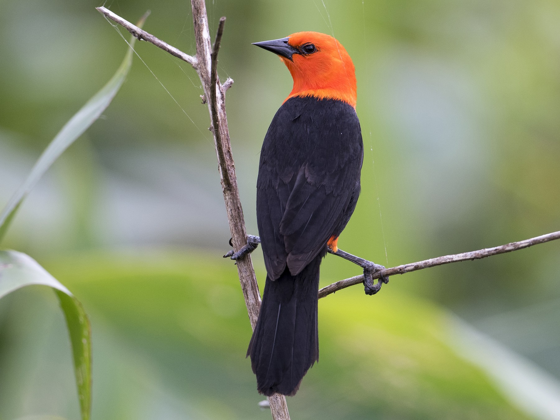 Scarlet-headed Blackbird - Luiz Carlos Ramassotti