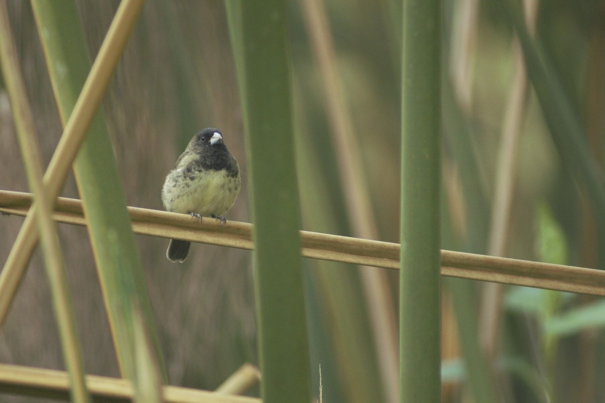 Yellow-bellied Seedeater - ML181048001