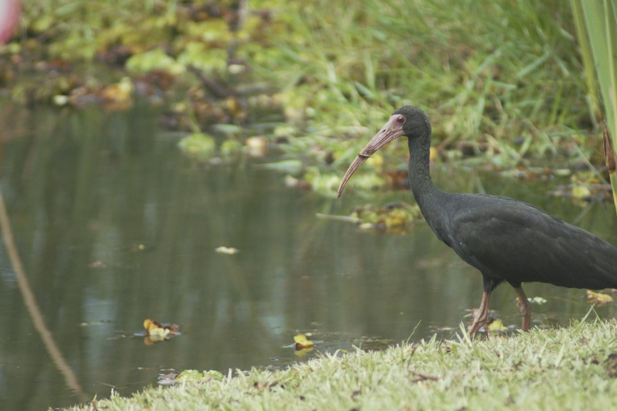 ibis tmavý - ML181048151