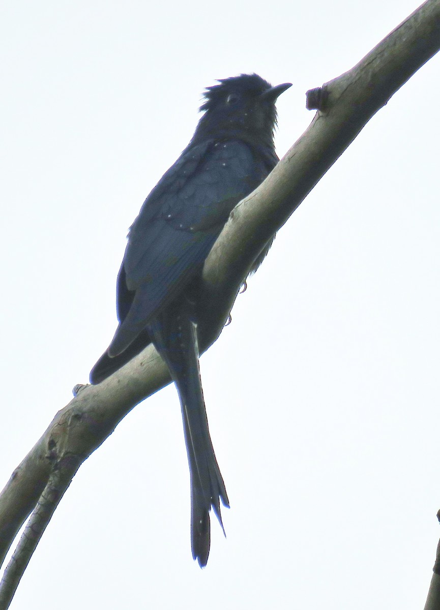 Fork-tailed Drongo-Cuckoo - ML181048171
