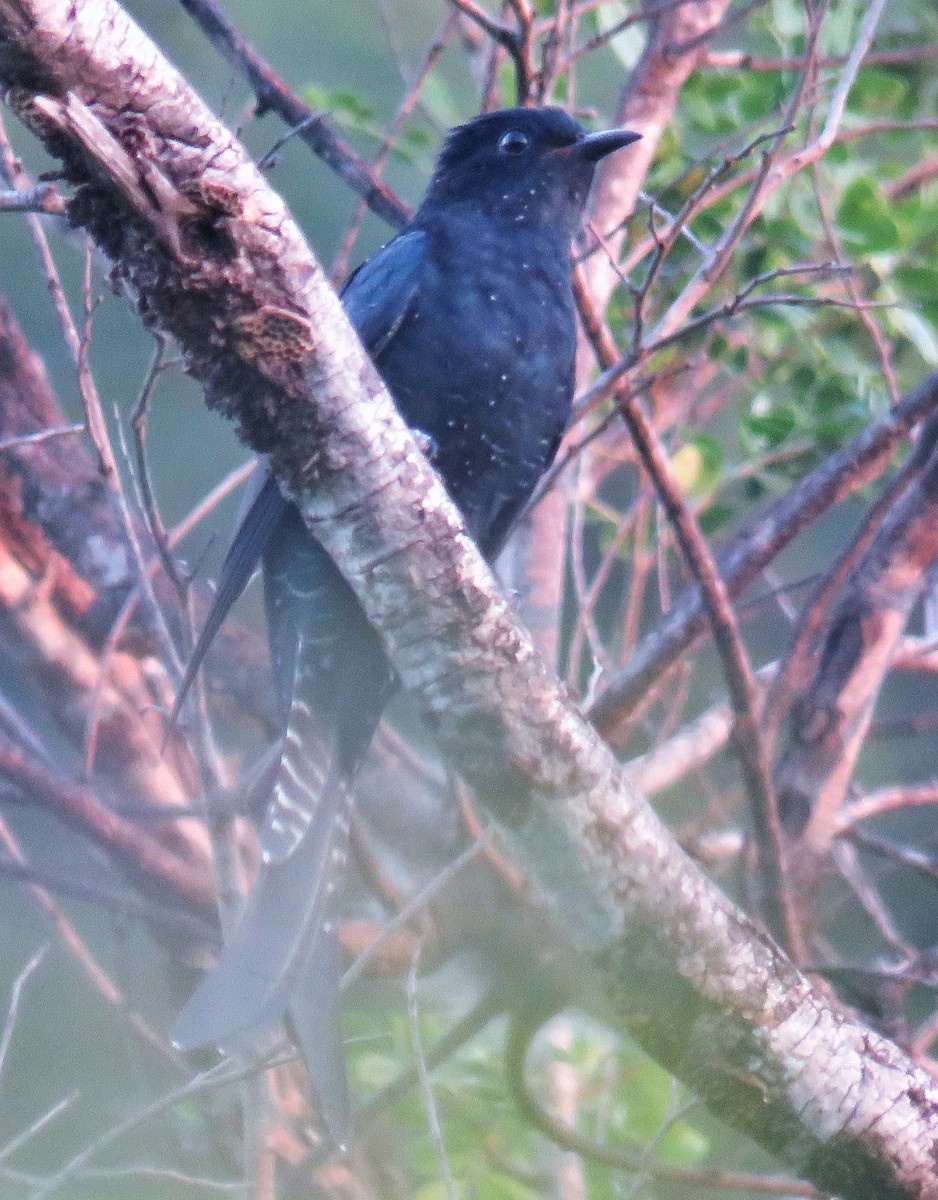 Fork-tailed Drongo-Cuckoo - ML181048321