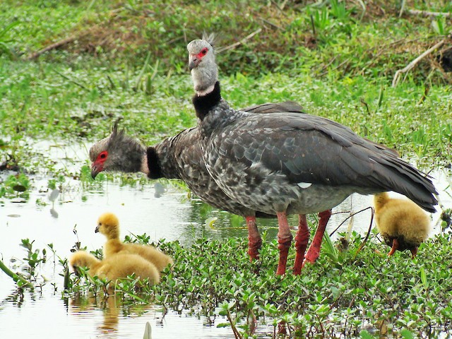 Adult and chick - Southern Screamer - 
