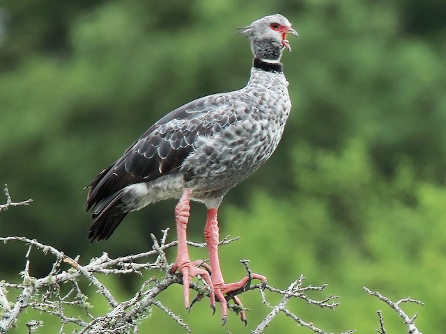 Adult - Southern Screamer - 