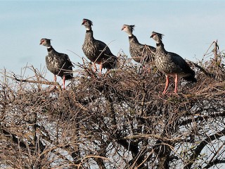 カンムリサケビドリ - eBird