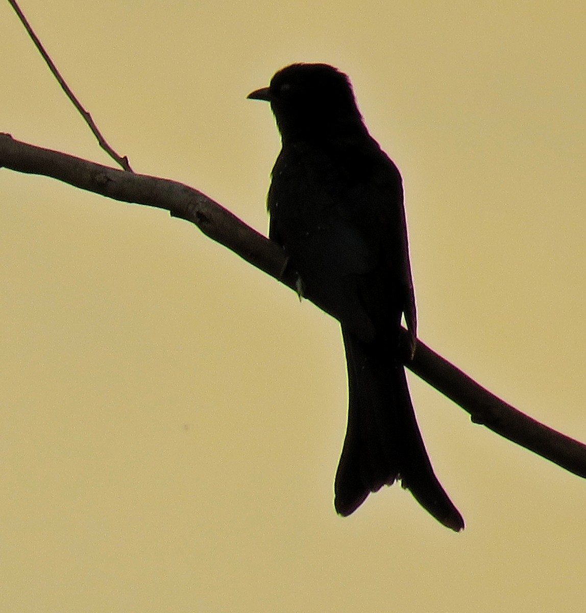 Fork-tailed Drongo-Cuckoo - Santharam V