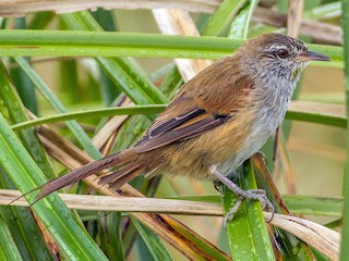  - Sulphur-bearded Reedhaunter