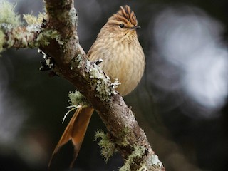  - Striolated Tit-Spinetail
