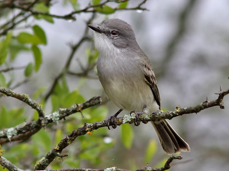 Suiriri Flycatcher - eBird