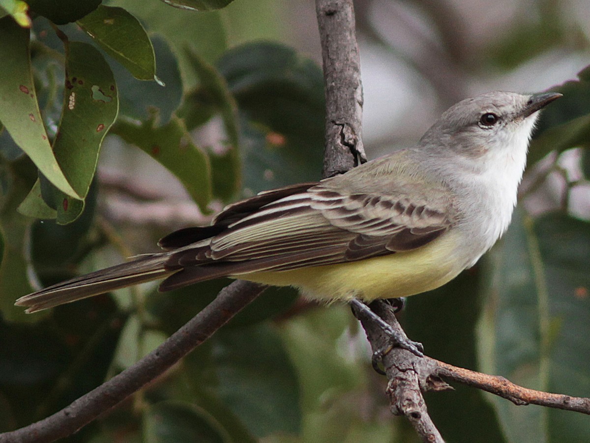 Suiriri Flycatcher - Suiriri suiriri - Birds of the World
