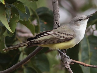  - Suiriri Flycatcher