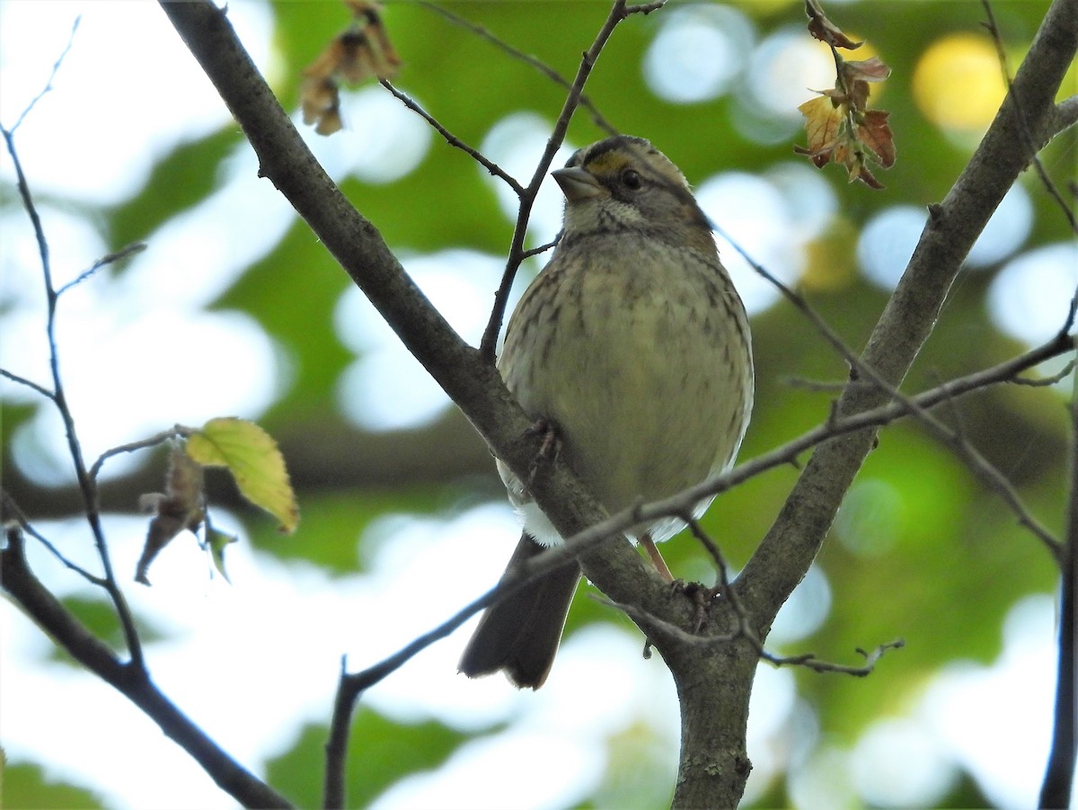 White-throated Sparrow - Doug Emlin