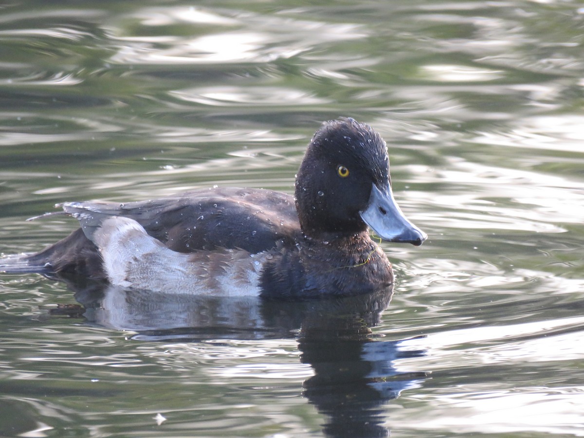 Tufted Duck - ML181050251