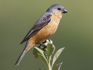  - Tawny-bellied Seedeater