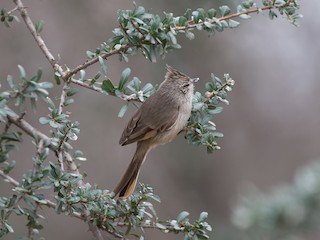 エボシエナガカマドドリ - eBird