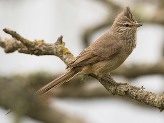  - Tufted Tit-Spinetail