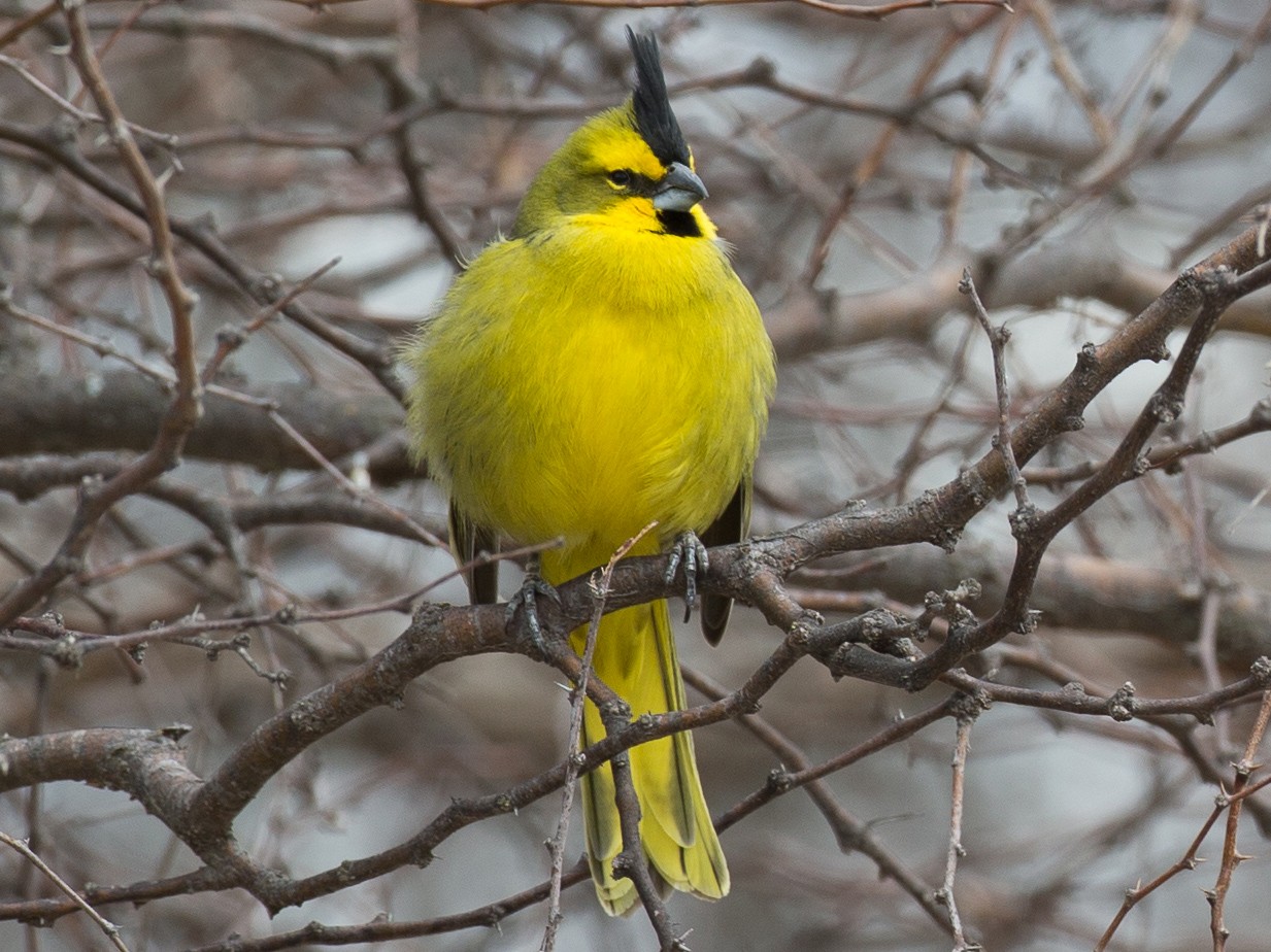 Yellow Cardinal - Chris Wood