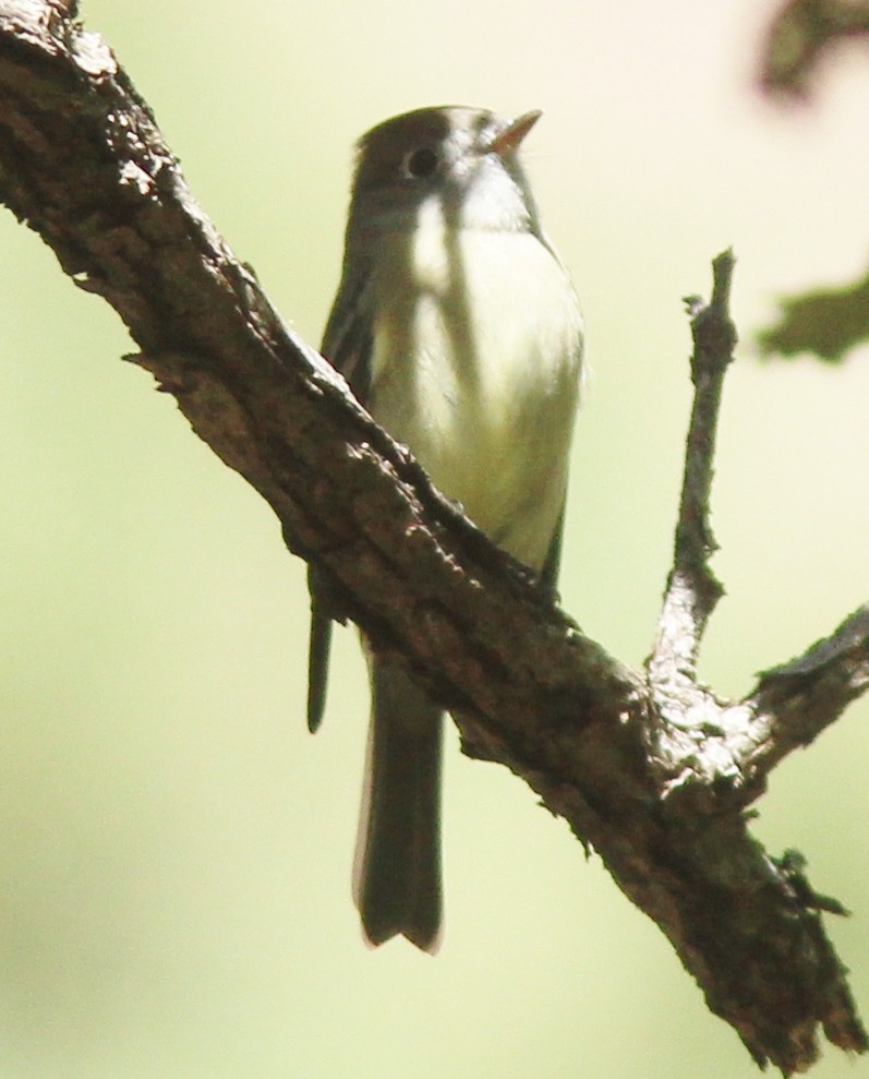 Ebird Checklist Oct Cave Creek Canyon South Fork Species