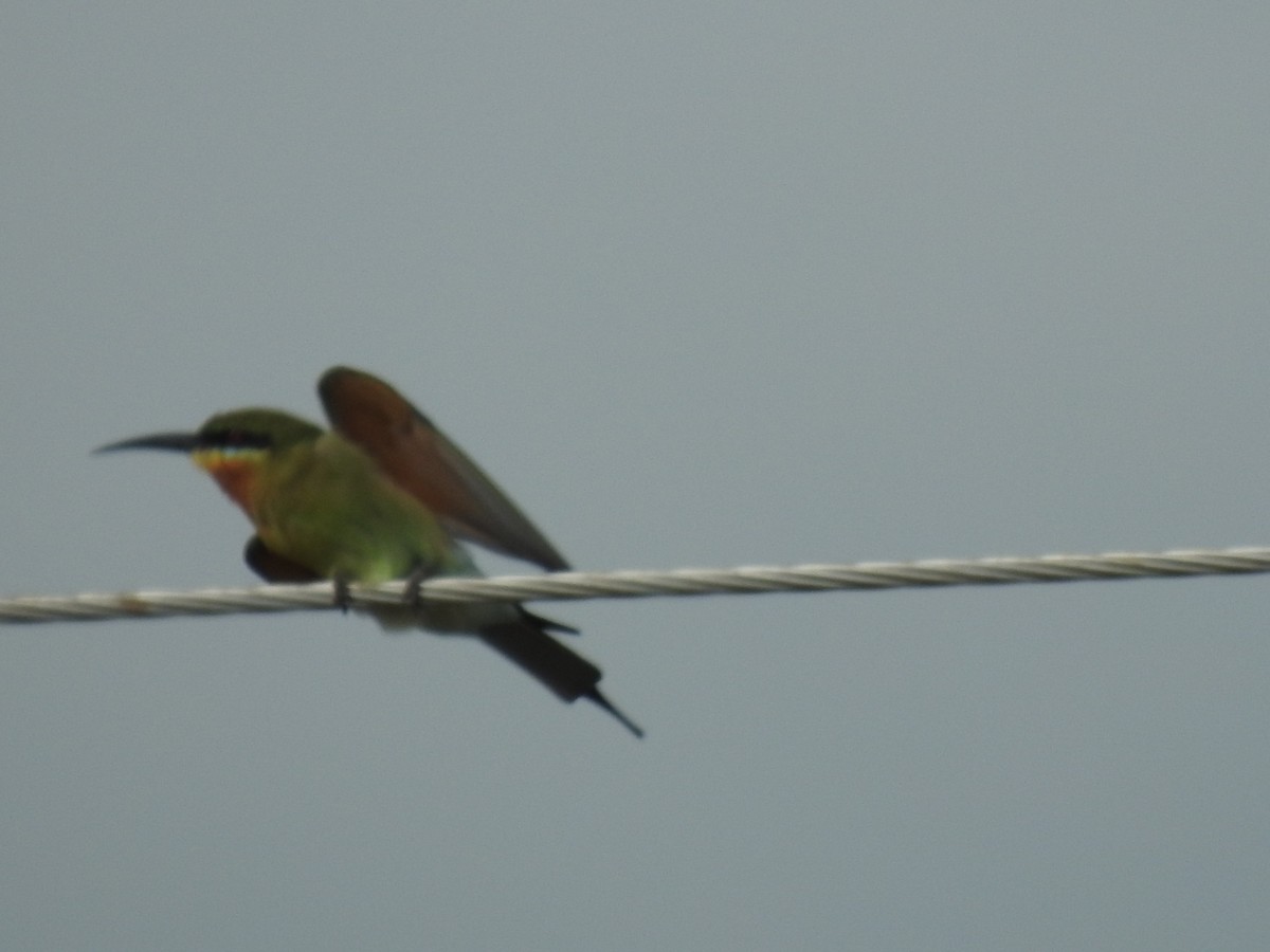 Blue-tailed Bee-eater - ML181062571