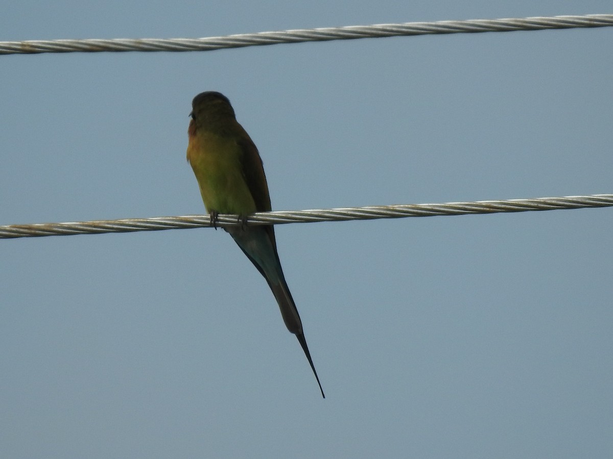 Blue-tailed Bee-eater - ML181062651